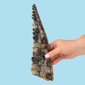 Crocodile Tails