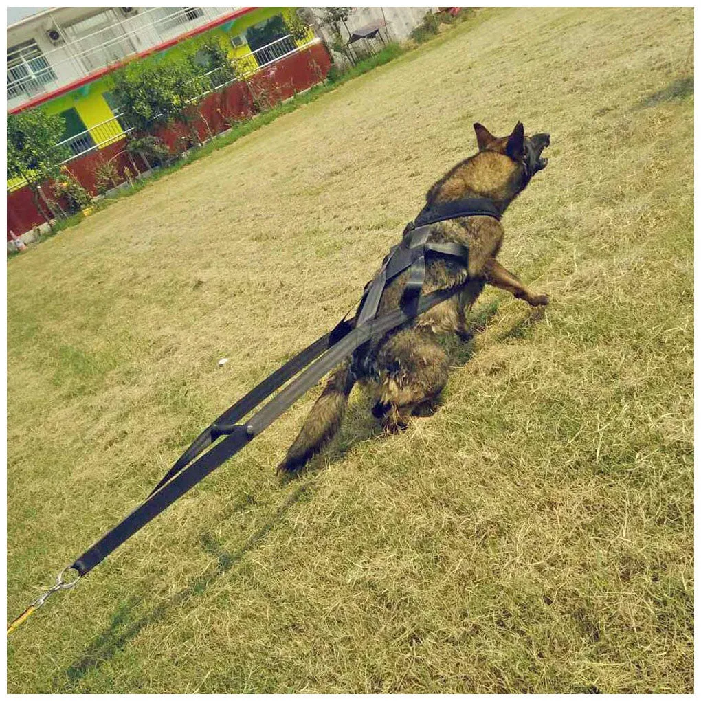 Durable Dog Leash and Chest Strap Set