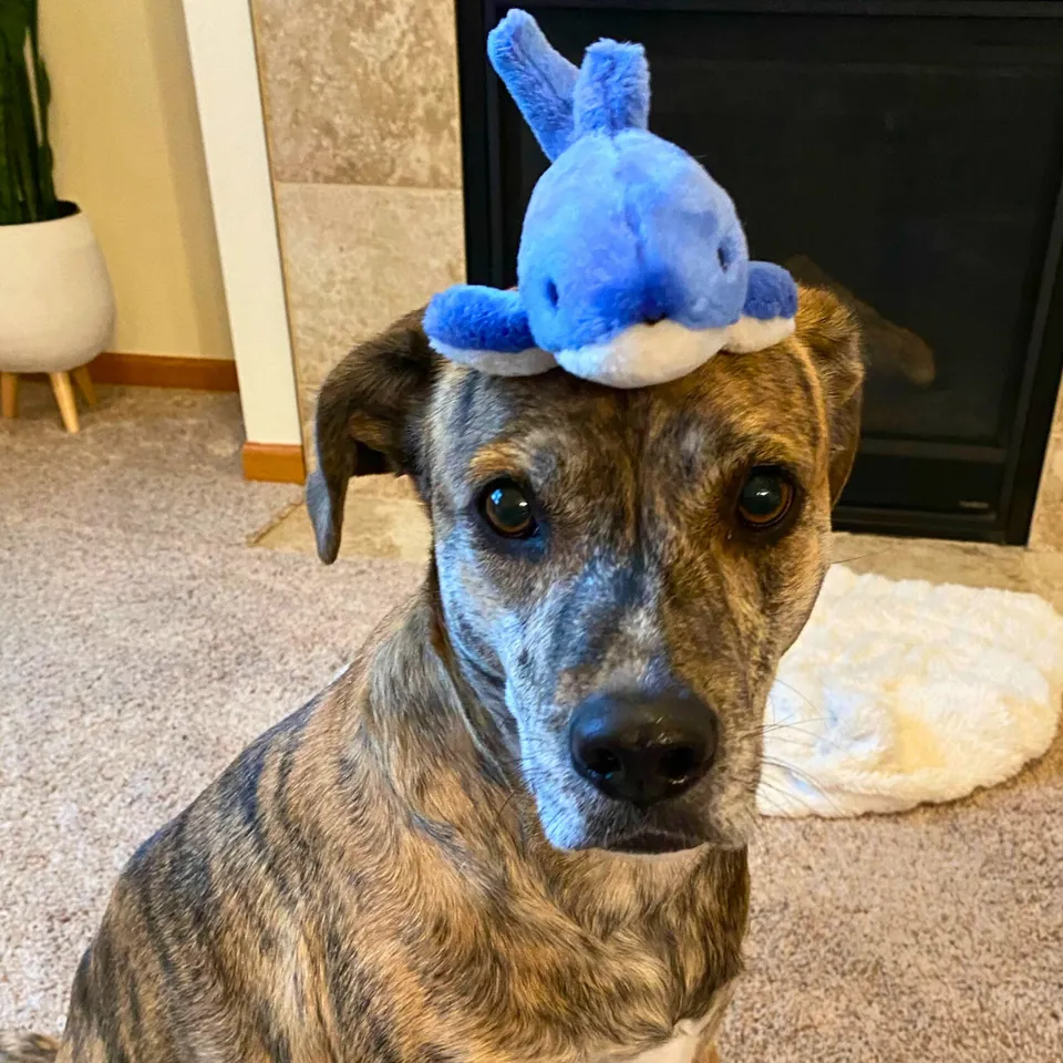 Fluff & Tuff Burce The Shark Plush Dog Toy