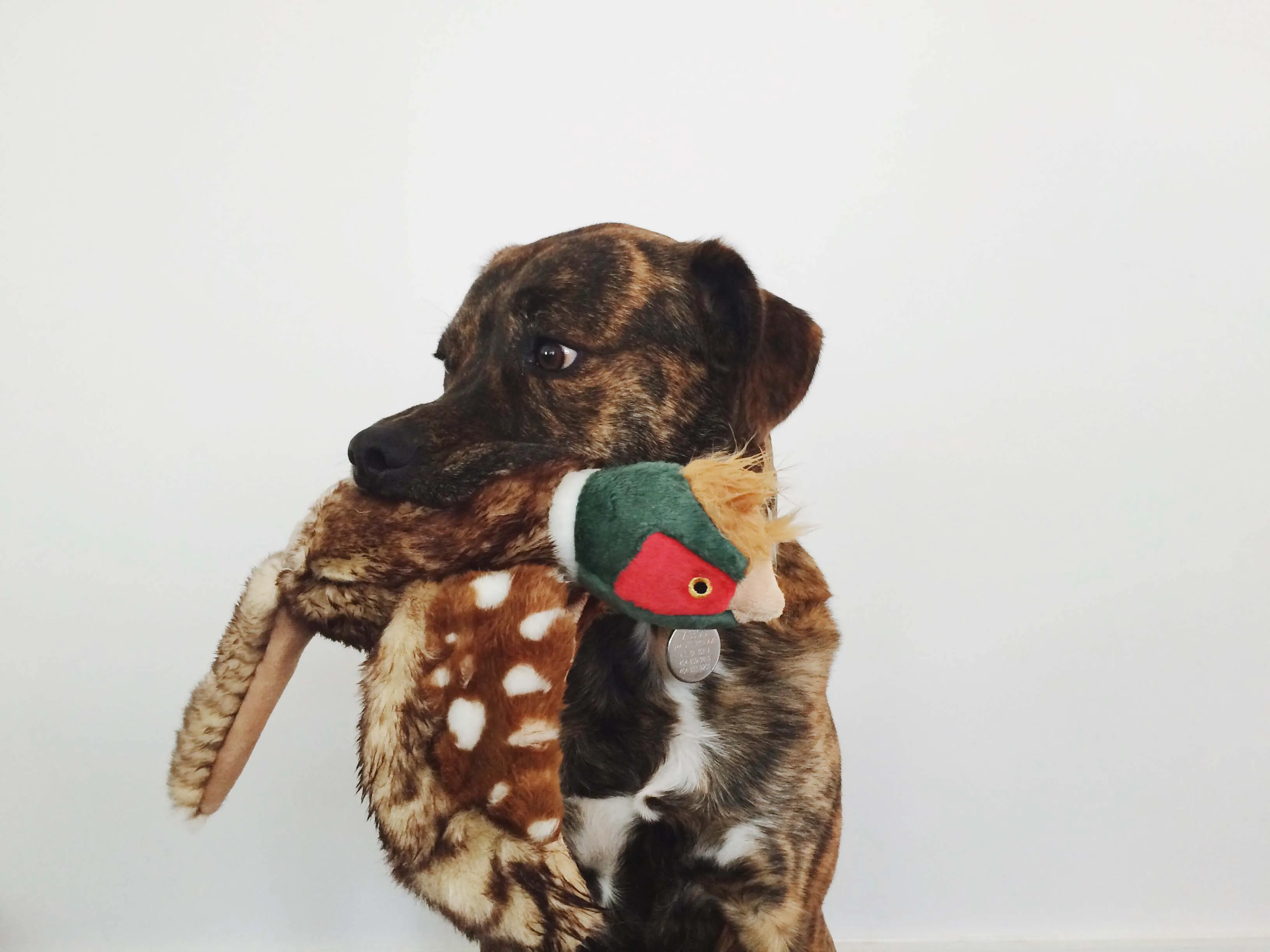 Fluff & Tuff Ike Pheasant Plush Dog Toy - Wholesale