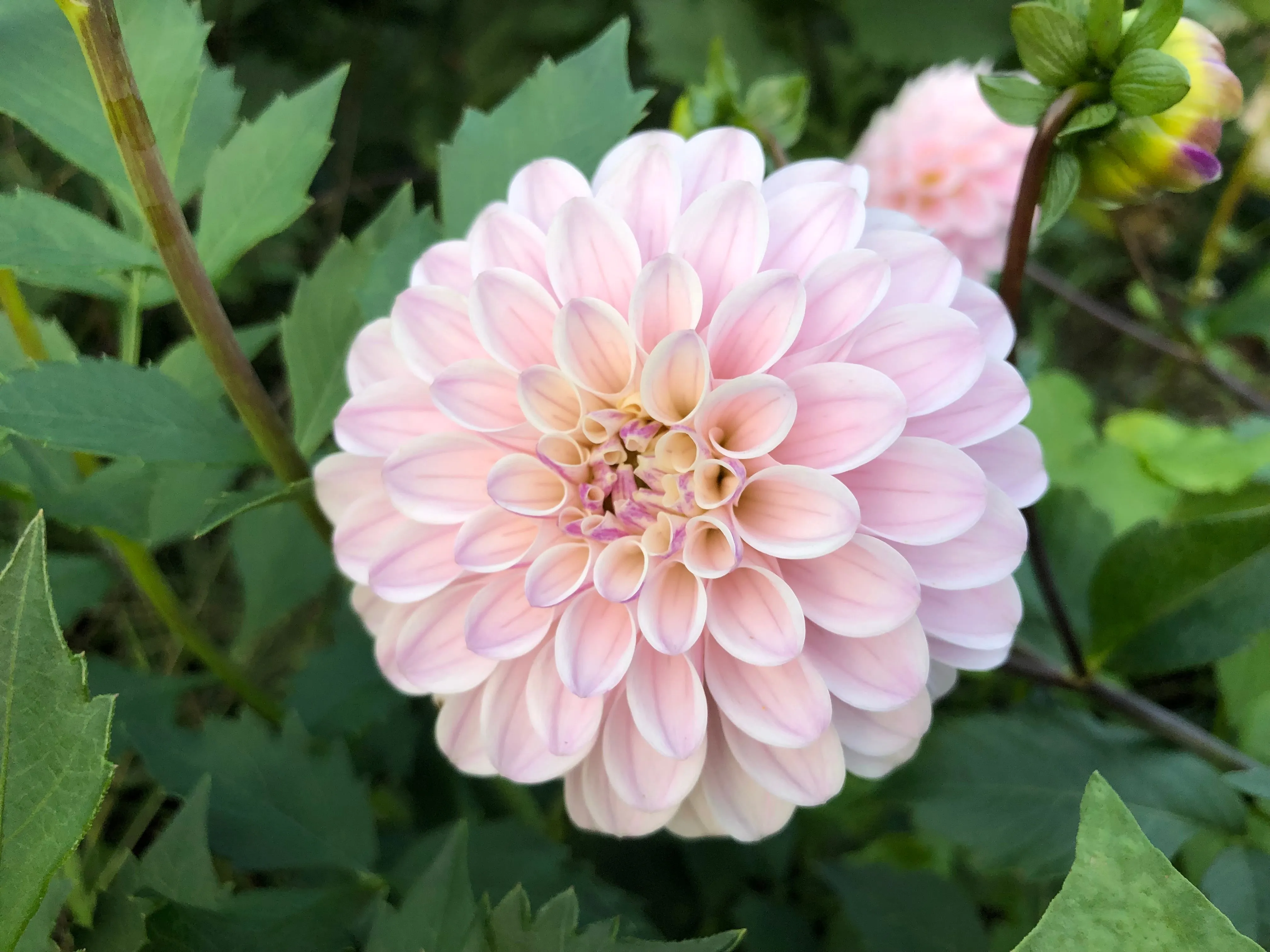 Last Dance- Dahlia Tuber