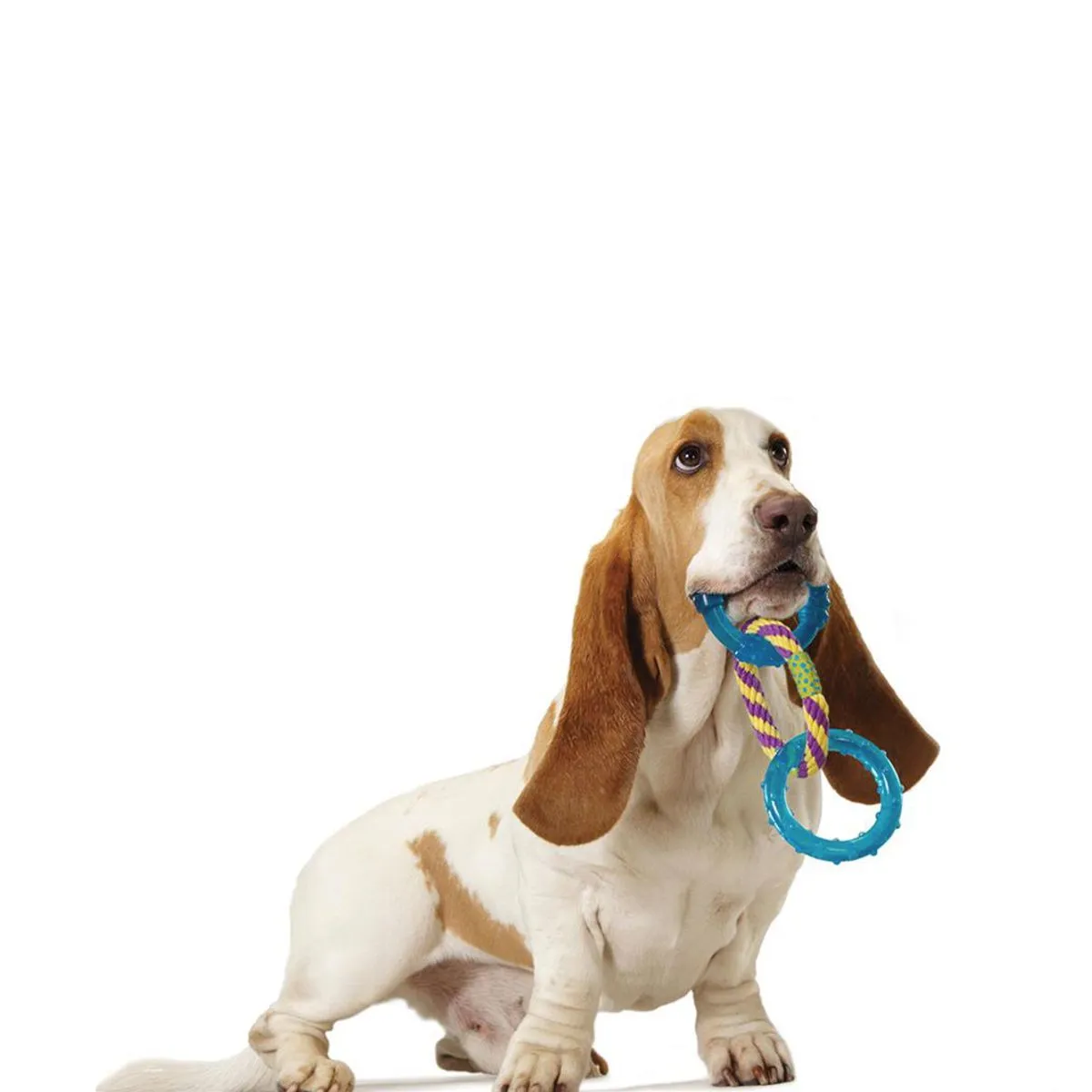 Orka Ring Dental Links