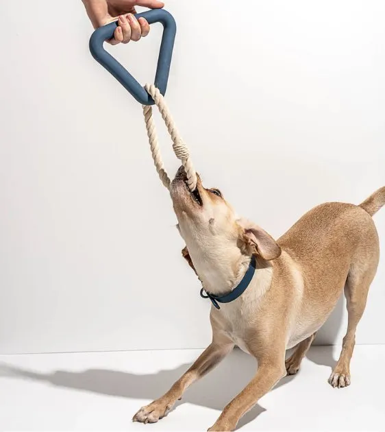 Wild One Triangle Tug Dog Chew Toy (Navy)